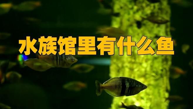 水族館特色魚種，十種特點(diǎn)最明顯的觀賞魚，看看你養(yǎng)過幾種雷龍魚,孔雀魚,鱷雀鱔