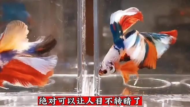 水族館特色魚種，十種特點(diǎn)最明顯的觀賞魚，看看你養(yǎng)過幾種雷龍魚,孔雀魚,鱷雀鱔