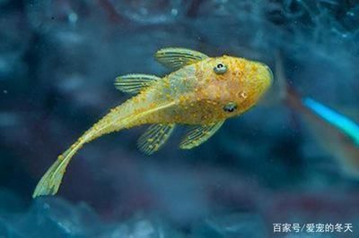 水霉病治療，亞甲基藍還是黃粉更有效？亞甲基藍與黃粉治療水霉病效果對比，哪種更有效？ 水霉病治療，亞甲基藍還是黃粉更有效？亞甲基藍與黃粉治療水霉病效果對比，哪種更有效？ 龍魚百科 第2張