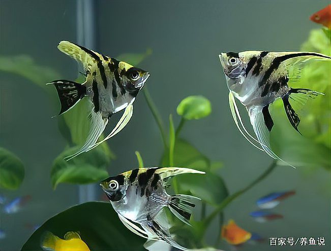 富裕水族店，富裕縣卡洛維水族專賣店企查查富裕縣卡洛維水族專賣店