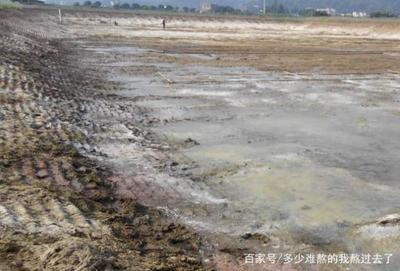 哪些魚可以和斑馬魚混養呢圖片(什么魚可以和斑馬魚混養)
