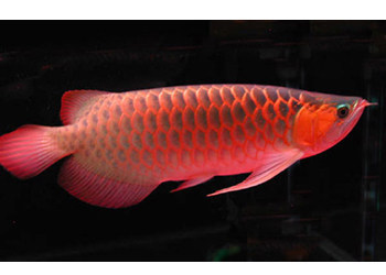 80公分高的魚缸造景圖片：80公分高的魚缸該如何造景
