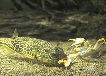 祥龍水族館手工制作課程內容：祥龍水族館手工制作課程