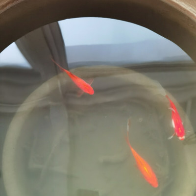 泰國虎魚幼魚期營養需求分析，泰國虎魚幼魚期的營養需求分析