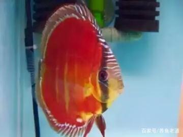 最好養(yǎng)的雷龍魚是哪種品種(最好養(yǎng)的雷龍魚是哪種品種圖片) 最好養(yǎng)的雷龍魚是哪種品種(最好養(yǎng)的雷龍魚是哪種品種圖片) 錦鯉魚百科 第1張