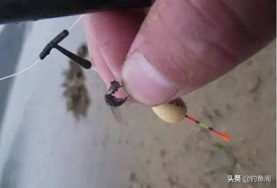 龍魚新搭檔——元寶鳳凰魚