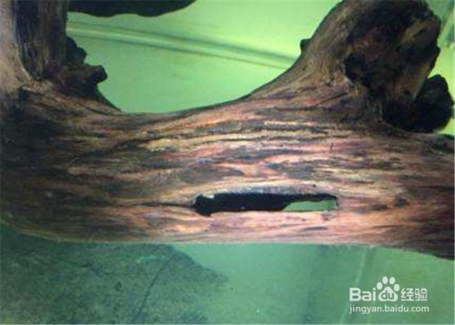 龍魚缸配置要求標準，龍魚缸內裝飾物選擇指南