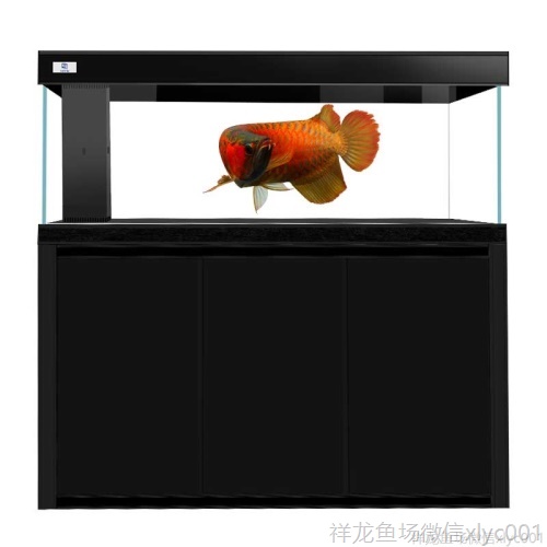 馬印超白龍魚缸專業龍魚缸12米15米18米2米大中小型龍魚缸 馬印超白龍魚缸專業龍魚缸12米15米18米2米大中小型龍魚缸 馬印水族 第5張