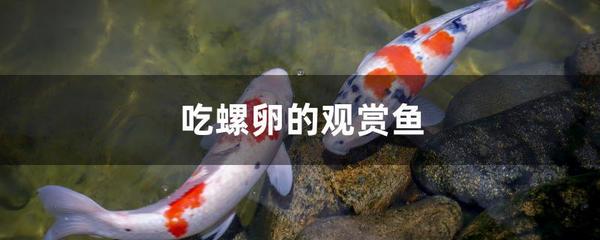 紅龍魚尾鰭爛了怎么辦啊：如何處理紅龍魚尾鰭爛了的一些詳細步驟和注意事項