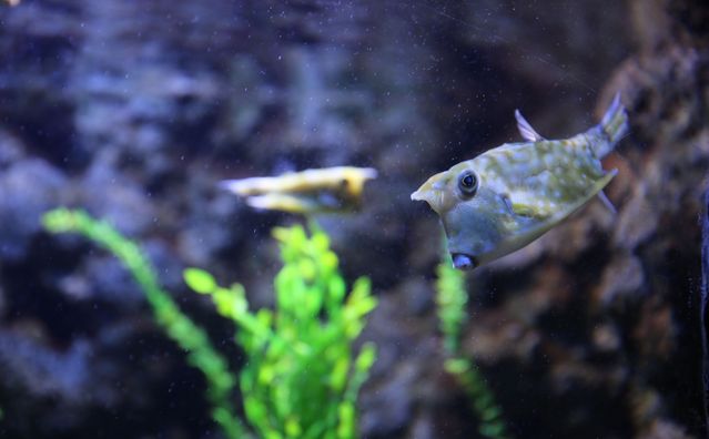 龍魚的魚鱗爛了是什么問題引起的vs祥龍魚場：龍魚魚鱗爛的原因及其治療方法 龍魚的魚鱗爛了是什么問題引起的vs祥龍魚場：龍魚魚鱗爛的原因及其治療方法 vs祥龍魚場 第2張