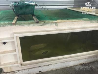 黃金貓魚叫什么魚圖片欣賞大全，黃金招財貓魚叫什么魚