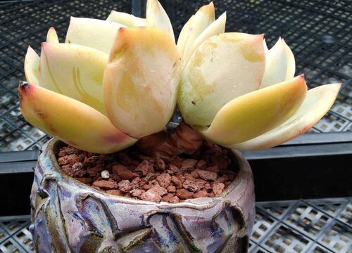 魟魚一天喂一頓生長速度有多快?。呼勽~一天喂一頓生長速度有多快 魟魚一天喂一頓生長速度有多快?。呼勽~一天喂一頓生長速度有多快 魟魚百科 第2張