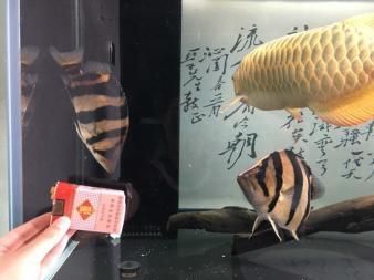 印尼虎魚喂食時間：印尼虎魚的喂食時間 印尼虎魚喂食時間：印尼虎魚的喂食時間 虎魚百科 第3張