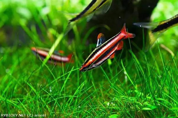 魚缸滲水補膠后多久能加水 魚缸漏水補膠多久能用