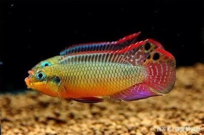 黃金貓魚怎么養活的最快呢,黃金貓魚怎么養活的最快呢視頻 黃金貓魚百科 第2張 黃金貓魚怎么養活的最快呢,黃金貓魚怎么養活的最快呢視頻 黃金貓魚怎么養活的最快呢,黃金貓魚怎么養活的最快呢視頻 黃金貓魚百科 第2張