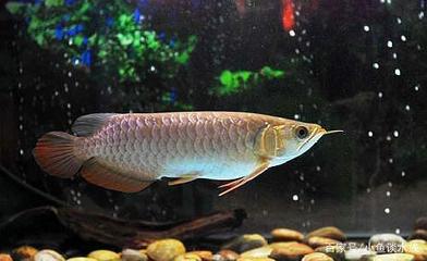 黃金貓魚怎么養活的最快呢,黃金貓魚怎么養活的最快呢視頻 黃金貓魚百科 第1張 黃金貓魚怎么養活的最快呢,黃金貓魚怎么養活的最快呢視頻 黃金貓魚怎么養活的最快呢,黃金貓魚怎么養活的最快呢視頻 黃金貓魚百科 第1張