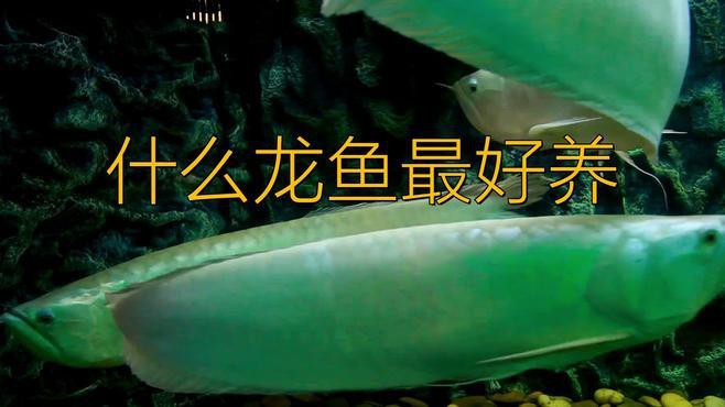 哪種龍魚品種最容易飼養(yǎng)？，哪種龍魚最容易飼養(yǎng)，新手必備