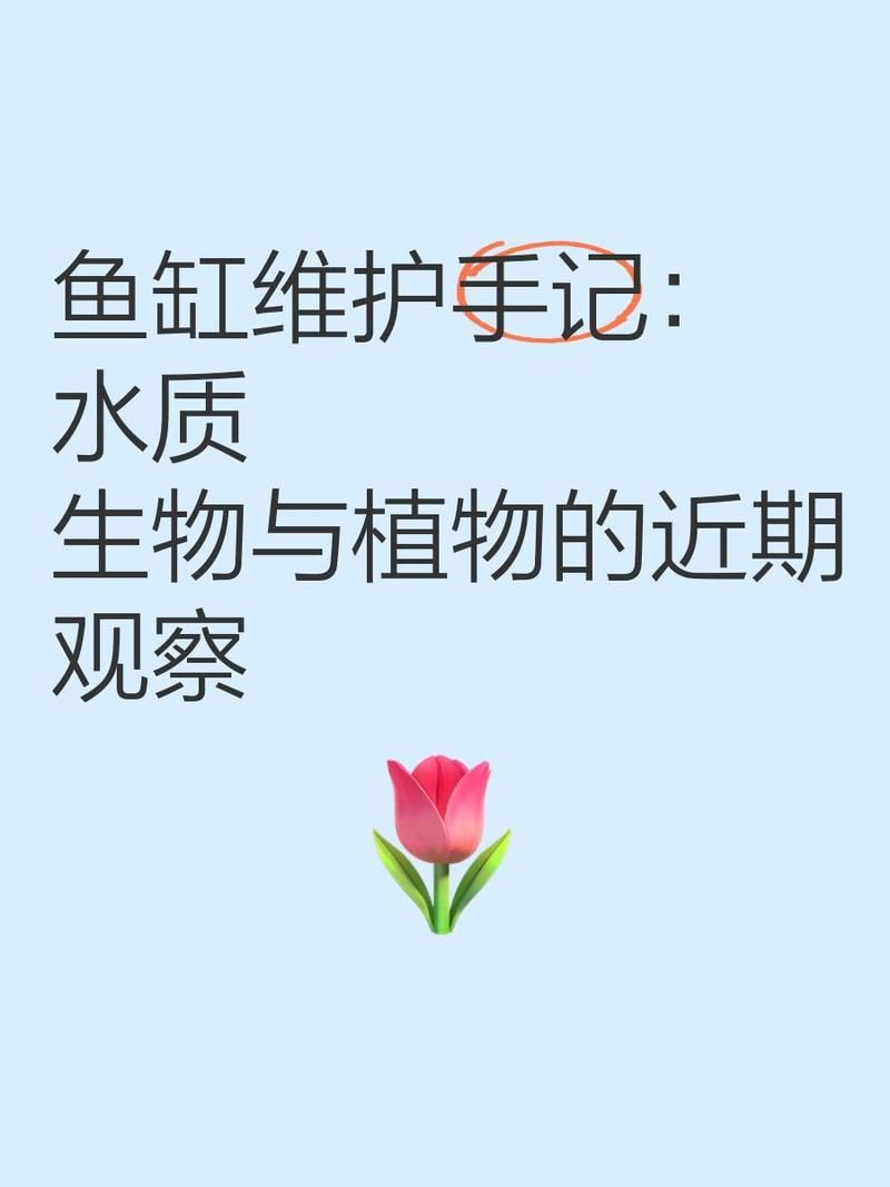 湖州魚缸維護【湖州地區魚缸科學維護全攻略】