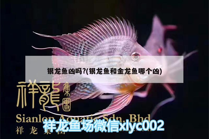 銀龍魚兇嗎?(銀龍魚和金龍魚哪個兇) 銀龍魚兇嗎?(銀龍魚和金龍魚哪個兇) 銀龍魚百科
