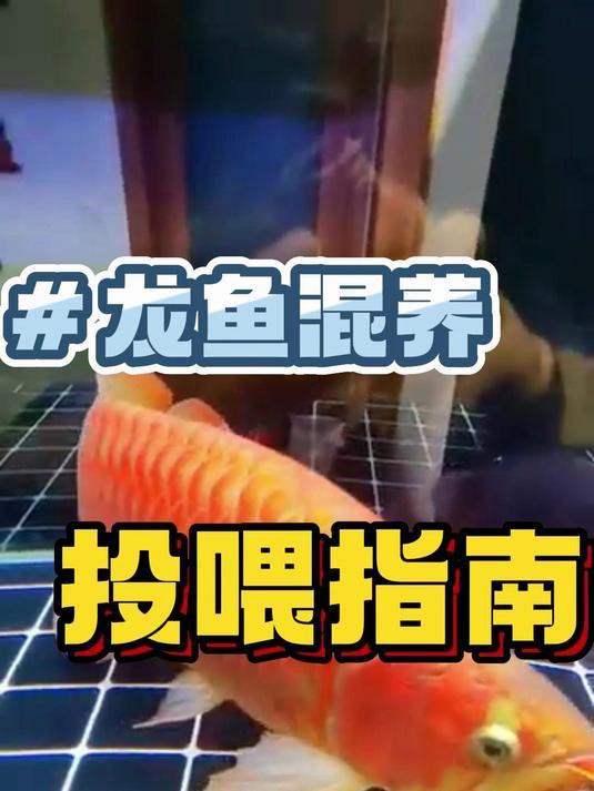 雙龍混養的最佳喂食方法，雙龍混養喂食策略