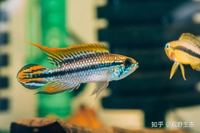 世界十大稀有魚，探尋深海與河流中的珍稀瑰寶，揭秘世界十大稀有魚，深海與河流中的珍稀瑰寶