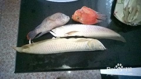 世界十大稀有魚，探尋深海與河流中的珍稀瑰寶，揭秘世界十大稀有魚，深海與河流中的珍稀瑰寶