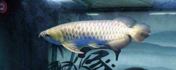 龍魚頭朝上尾朝下一直動 龍魚頭朝上尾朝下一直動怎么回事