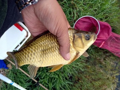 養(yǎng)魚常備藥觀賞魚藥：養(yǎng)魚常備藥觀賞魚藥品有哪些