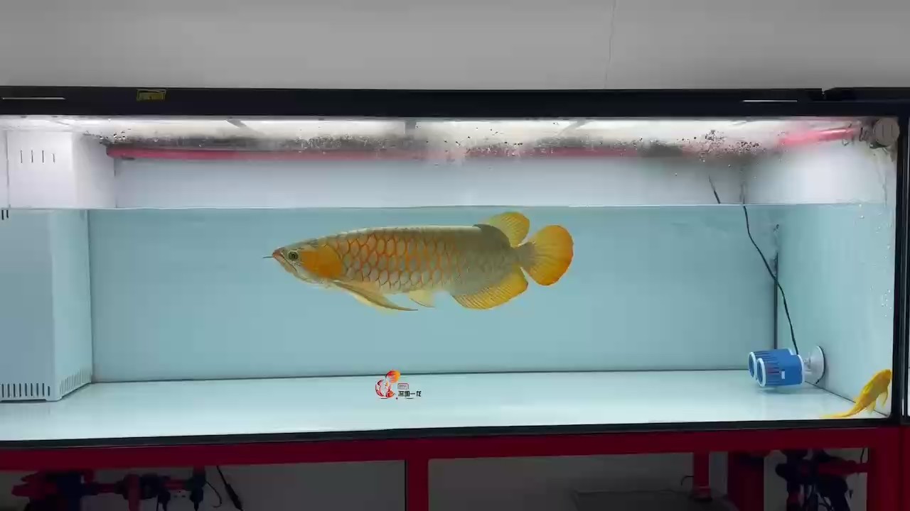 60cm 超大鰭尾 60cm 超大鰭尾 龍魚論壇