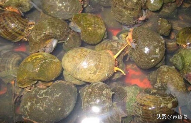 十大好養的大型熱帶魚圖片及飼養指南，十大好養的大型熱帶魚，品種圖鑒與飼養技巧全攻略