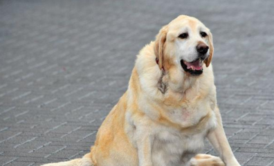 沭陽(yáng)哪里賣魚(yú)缸好一點(diǎn) 沭陽(yáng)哪里有賣金魚(yú)的