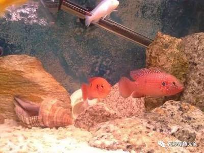 歐寶魚缸實(shí)體店在哪里有 歐寶專賣店在哪里 歐寶魚缸實(shí)體店在哪里有 歐寶專賣店在哪里 九鼎魚缸 第2張