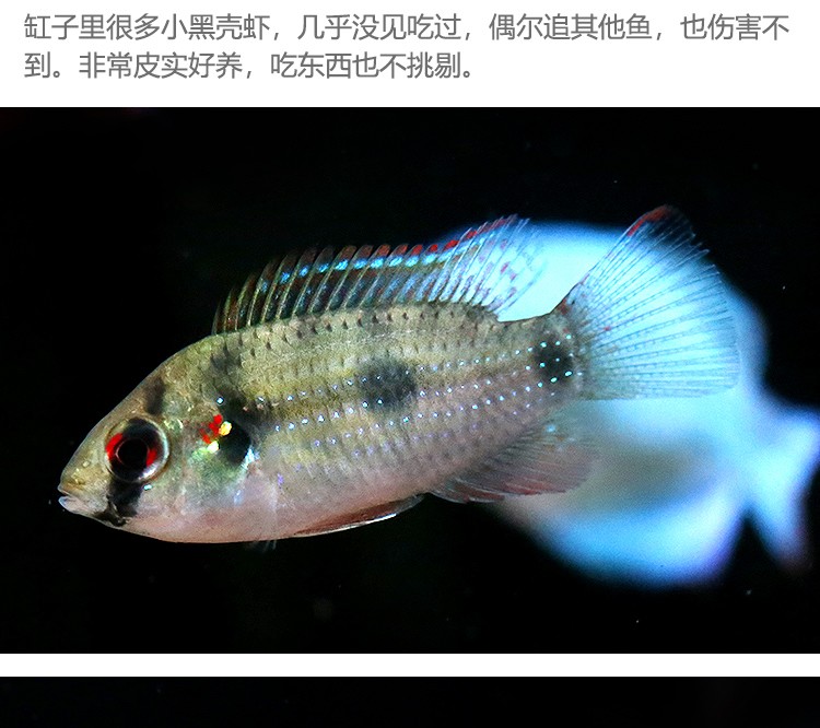 伊罕250+603(伊罕加熱棒怎么校準) 伊罕水族 第1張 伊罕250+603(伊罕加熱棒怎么校準) 伊罕250+603(伊罕加熱棒怎么校準) 伊罕水族 第1張