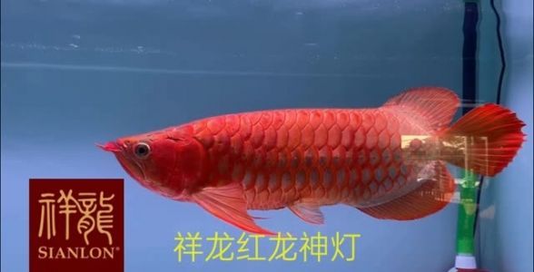 馬印神燈安裝：馬印神燈安裝步驟