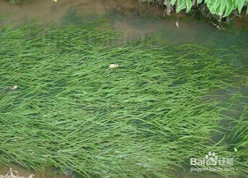 寧波觀賞魚水族館地址電話多少 寧波觀賞魚水族館地址電話多少號(hào)碼 寧波觀賞魚水族館地址電話多少 寧波觀賞魚水族館地址電話多少號(hào)碼 馬來西亞咖啡 第2張