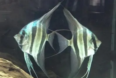 金魚缸長綠藻的影響如何控制綠藻的生長