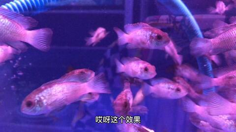 龍魚喜歡吃什么小魚類呢