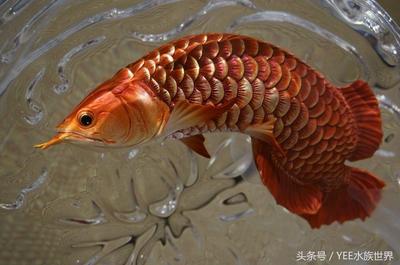 紅龍魚怎么挑:紅龍魚常見疾病預(yù)防方法分享紅龍魚常見疾病預(yù)防方法 紅龍魚百科 第2張 紅龍魚怎么挑:紅龍魚常見疾病預(yù)防方法分享紅龍魚常見疾病預(yù)防方法 紅龍魚怎么挑:紅龍魚常見疾病預(yù)防方法分享紅龍魚常見疾病預(yù)防方法 紅龍魚百科 第2張