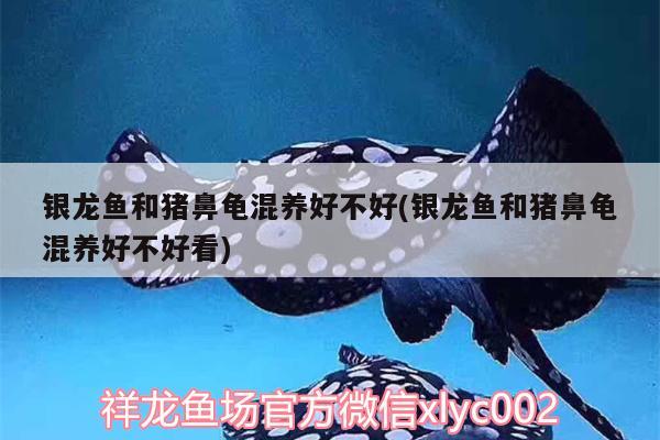 銀龍魚和豬鼻龜混養好不好(銀龍魚和豬鼻龜混養好不好看) 銀龍魚和豬鼻龜混養好不好(銀龍魚和豬鼻龜混養好不好看) 豬鼻龜百科
