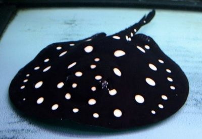 深海魚油哪個牌子好？2024年優質品牌推薦與選購指南，2024深海魚油品牌排行榜，優質推薦與選購全攻略