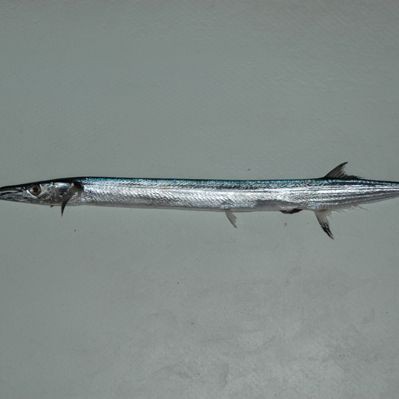 尖嘴的海魚【尖嘴海魚的生態(tài)特點(diǎn)】 尖嘴的海魚【尖嘴海魚的生態(tài)特點(diǎn)】 全國水族館企業(yè)名錄 第1張