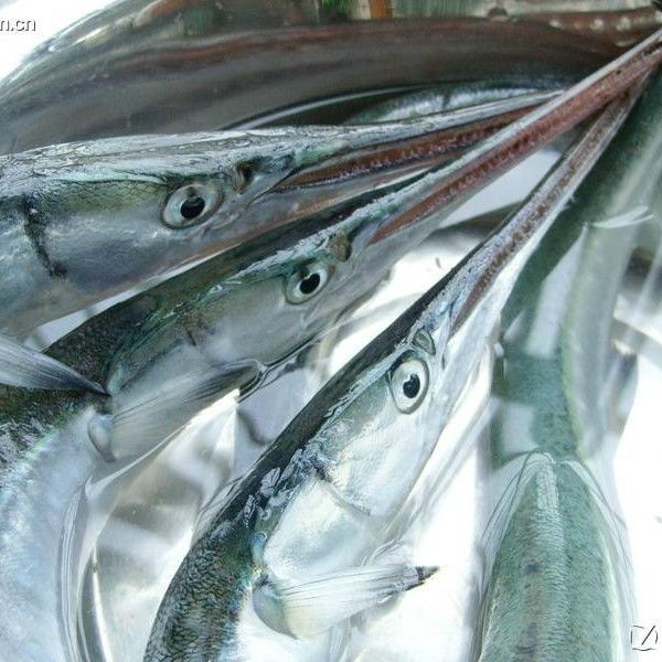 尖嘴的海魚【尖嘴海魚的生態(tài)特點(diǎn)】 尖嘴的海魚【尖嘴海魚的生態(tài)特點(diǎn)】 全國水族館企業(yè)名錄 第3張