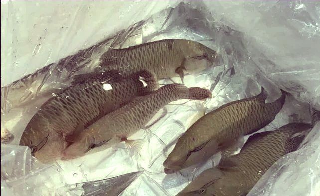 尖嘴的海魚【尖嘴海魚的生態(tài)特點(diǎn)】 尖嘴的海魚【尖嘴海魚的生態(tài)特點(diǎn)】 全國水族館企業(yè)名錄 第9張