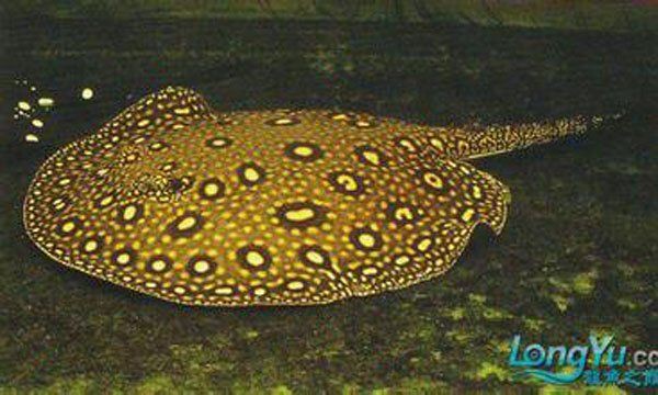 夢(mèng)魟魚最簡(jiǎn)單三個(gè)顏色【魟魚中最具視覺(jué)沖擊力的三種基礎(chǔ)顏色組合】