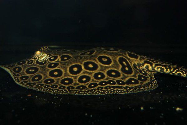 夢(mèng)魟魚最簡(jiǎn)單三個(gè)顏色【魟魚中最具視覺(jué)沖擊力的三種基礎(chǔ)顏色組合】