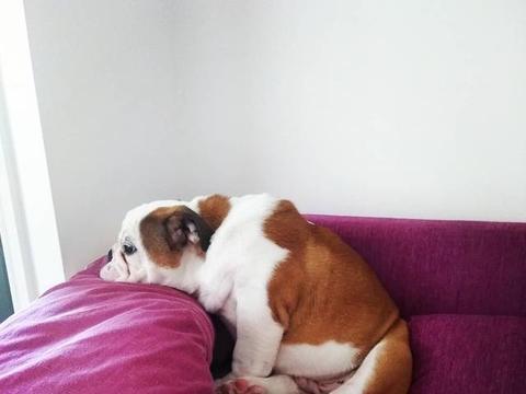 伊罕加熱棒真假辨別（伊罕加熱棒真假辨別圖片）