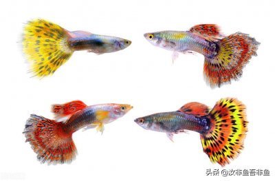 老魚匠加熱棒怎么用，老魚匠加熱棒用節能還是標準 老魚匠加熱棒怎么用，老魚匠加熱棒用節能還是標準 老魚匠 第2張