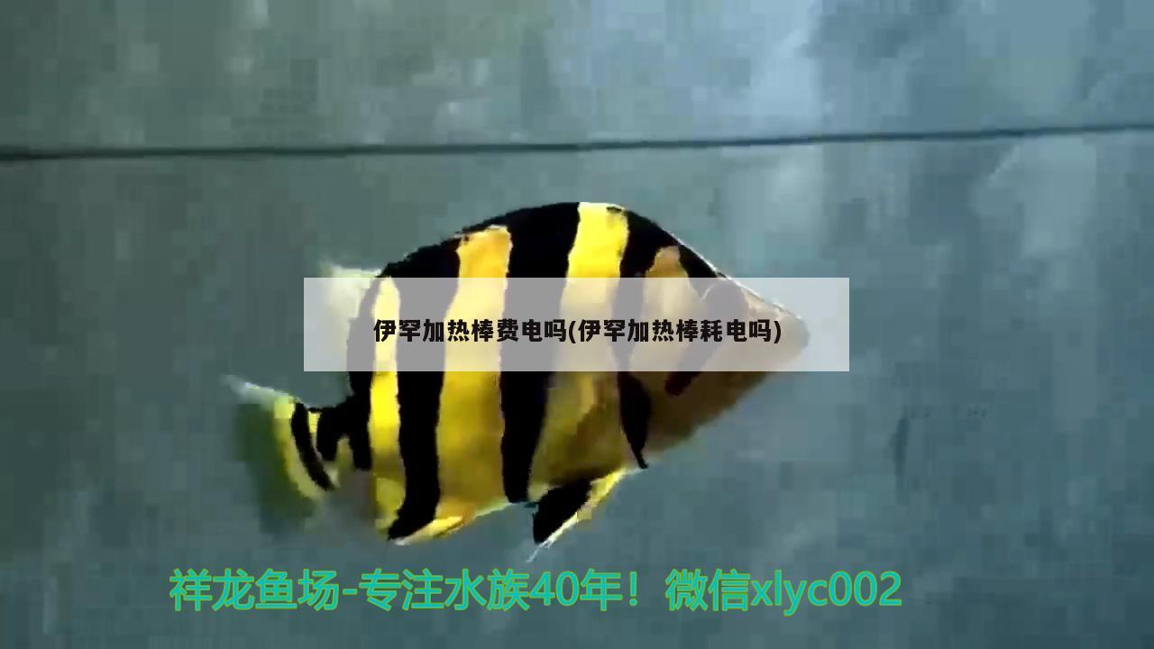 新到家的小虎魚 伊罕加熱棒費(fèi)電嗎(伊罕加熱棒耗電嗎) 伊罕水族 伊罕加熱棒費(fèi)電嗎(伊罕加熱棒耗電嗎) 伊罕加熱棒費(fèi)電嗎(伊罕加熱棒耗電嗎) 伊罕水族