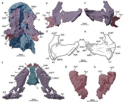 500魚(yú)缸能養(yǎng)幾條多大的錦鯉：500升水體能養(yǎng)多少條10厘米長(zhǎng)的錦鯉？
