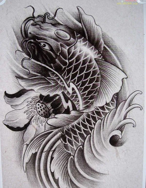 鯉魚紋一般人壓不住嗎，《鯉魚紋一般人壓不住嗎》 鯉魚紋一般人壓不住嗎，《鯉魚紋一般人壓不住嗎》 龍魚百科 第1張